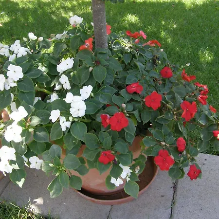 Apartamento Slavica 1 *